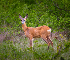 Roe deer in the hide
