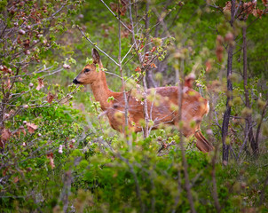 Roe deer in the hide