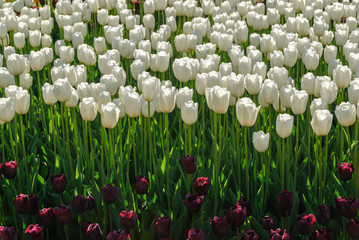 Red tulips. Beautiful bouquet of tulips. colorful tulips.