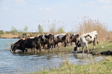 herd of cows on the watering hole surrounded by green grass and reeds