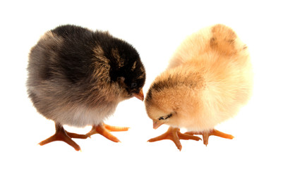 Yellow chickens looking at one white isolated on a red background