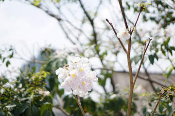 
Pink trumpet tree flower are blooming, Thai people call  'Chom Phu Pantip' as name of this flower