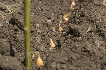 seedlings onions