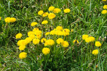 Fototapeta premium Close up of blooming yellow dandelion flowers Taraxacum officinale