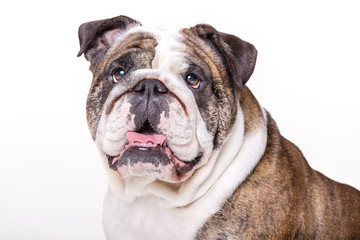 Fototapeta premium Englische Bulldogge