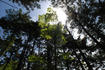 Obraz premium 東大台 大台ケ原