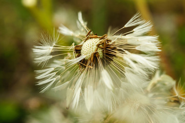 Spring flowers beautiful dandelions in green grass.