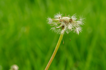 Spring flowers beautiful dandelions in green grass.