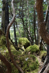 森林の衰退