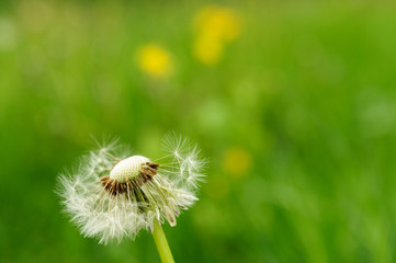 Spring flowers beautiful dandelions in green grass.