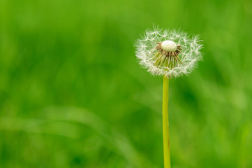 Spring flowers beautiful dandelions in green grass.