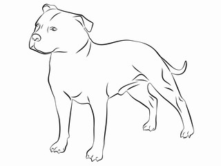 illustration of a dog, vector draw