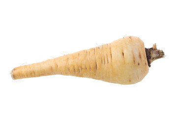 Fresh parsnip roots on a white background