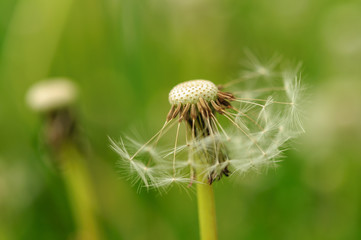 Spring flowers beautiful dandelions in green grass.