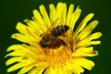 Biene bei der Arbeit