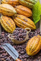 Ripe cocoa pod and beans setup on rustic wooden background