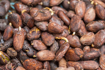 Cocoa seed sprouting background