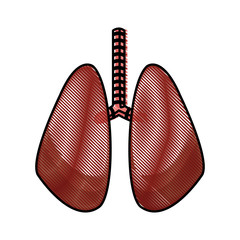 drawing lung human organ healthy design vector illustration