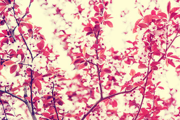 Cherry blossom in springtime, beauty photo filter