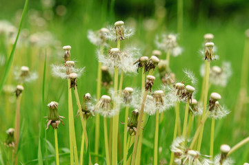Spring flowers beautiful dandelions in green grass.