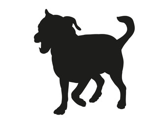  silhouette of a dog