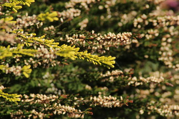 Heather / This is extensive heath with many kinds Heather.