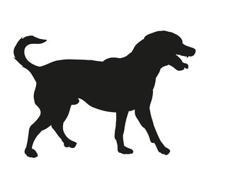 silhouette of a dog is coming