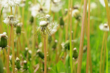 Spring flowers beautiful dandelions in green grass.