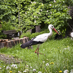 Close up of a stork in spring