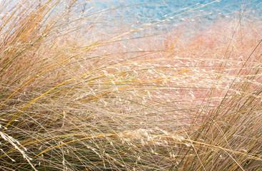 wheat field