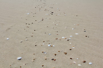 sand beach with shells