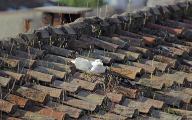 seagull roof nest