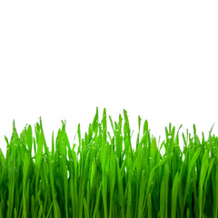Fototapeta na wymiar sprouts of green wheat grass on white background