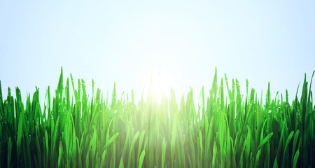 Obraz premium grass
