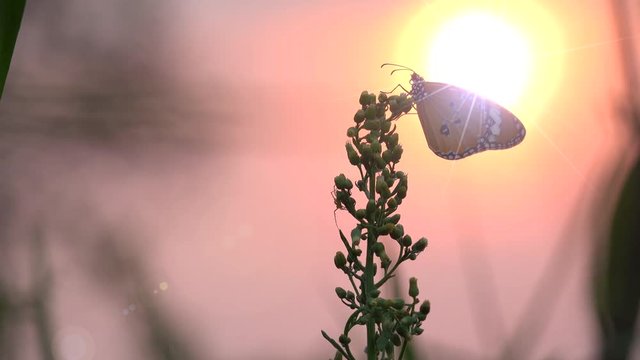 buttefly