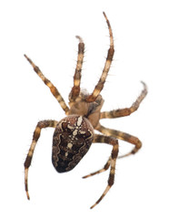 Cross Spider isolated on white background