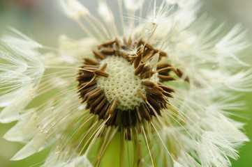 Close-up of wet dandelion seed with drops