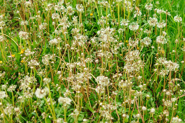 Close-up of wet dandelion seed with drops