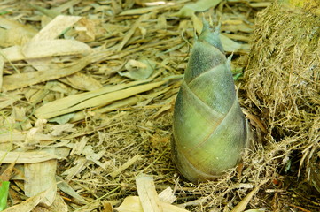Bamboo shoot is growing