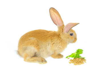 The rabbit in a white background