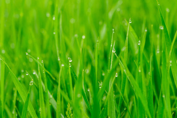 green grass with water drops