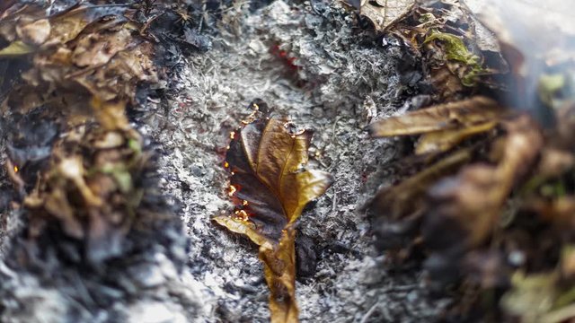Timelapse loopable video of a burning and rebirthing oak leaf in the ashes of a big pile of leaves and twigs in autumn in 4k 3840 pixels, 15fps