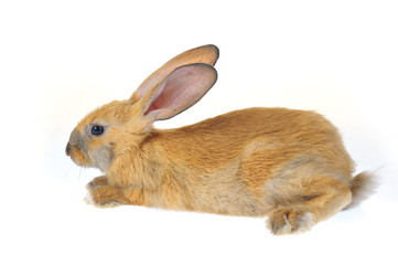 The rabbit in a white background