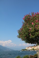 Oleander trees and Waterfront in Bellagio, Lombardy Italy 