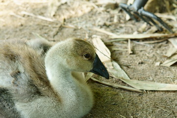 Closeup of goose