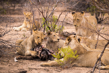 Pride of Lions with Prey in Savannah, Kruger Park, South Africa, Africa