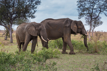 Two African Elephants walking in Grassland, Kruger Park, South Africa, Africa
