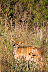 Female Lesser Kudu in Grassland of Swaziland, Mlilwane Wildlife Sanctuary, Africa