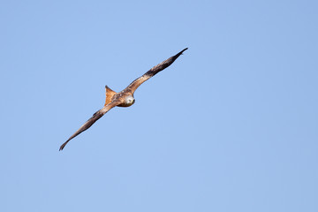 Red Kite, Milvus Milvus, in flight from the front against blue sky