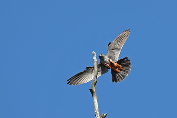 Male red-footed falcon, Falco Vespertinus, about to land on a tree branch with open wings and large insect in its claws